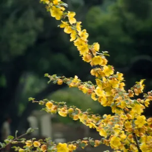 Fremontodendron in bloom