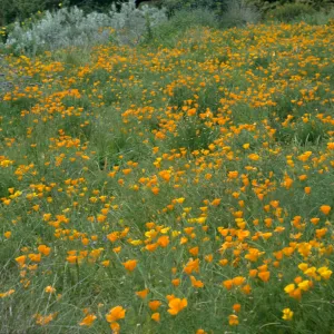 Eschscholzia, field of poppies (California Poppy)