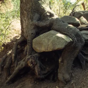 boulder trapped within exposed tree roots, Canyon Trail, SBBG