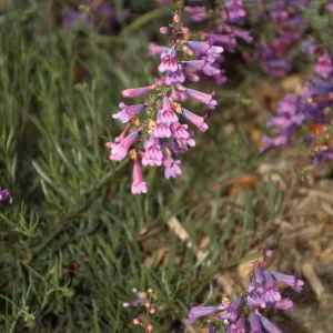 'wild flower/ ?'