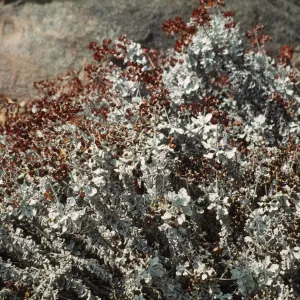 'Tour/Grey/Blue Green Plants'