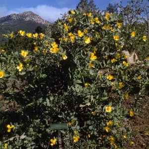 SBBG, Dendromecon