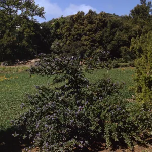 SBBG, Meadow, Ceanothus