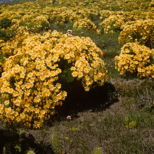Coreopsis gigantea, Middle Anacapa Island