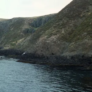 Middle Anacapa Island, Sheep Ranch