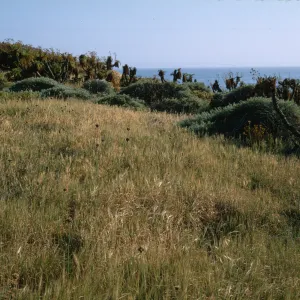 Anacapa Island