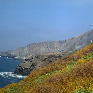 Lasthenia on Santa Barbara Island