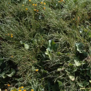 Parapholis incurva, Santa Barbara Island