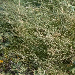 Parapholis incurva, Santa Barbara Island