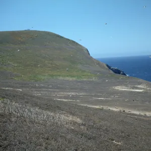 North face of Signal Hill, Santa Barbara Island