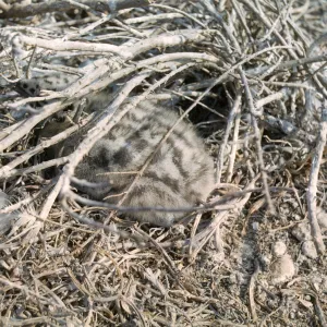young sea gull in nest, west side of Santa Barbara Island