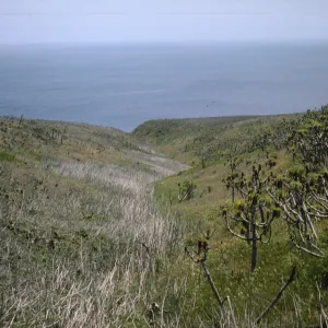 Coreopsis and Malva (Mallow), Santa Barbara Island