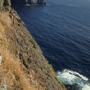 Steep cliffs on Santa Barbara Island