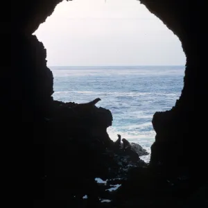 Santa Barbara Island, seals in silhouette