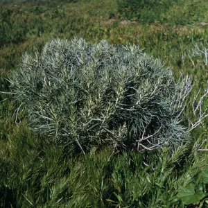 Santa Barbara Island