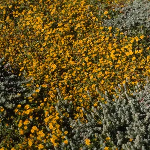 Santa Barbara Island