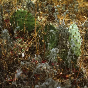 Santa Barbara Island, Opuntia