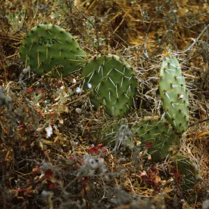 Santa Barbara Island, Opuntia (Prickly-pear)
