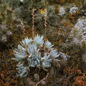 Santa Barbara Island, Dudleya (liveforevers)