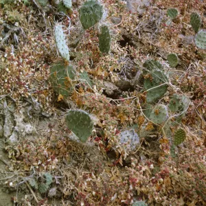 Opuntia (Prickly-pear) on Santa Barbara Island, May 1967
