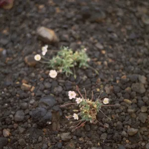 Platystemon, Santa Barbara Island