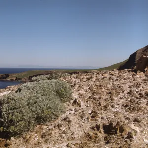 Sutil Island, west slope of Santa Barbara Island