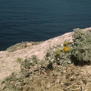 Santa Barbara Island, Eriophyllum nevinii