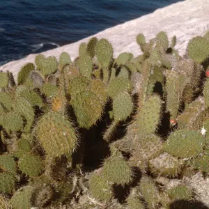 Santa Barbara Island, Opuntia 0703