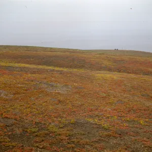 head of Cliff Canyon, Santa Barbara Island