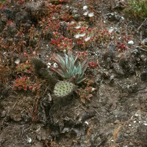 Dudleya traskiae, Santa Barbara Island