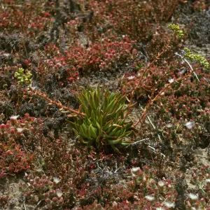 Dudleya traskiae, Santa Barbara Island