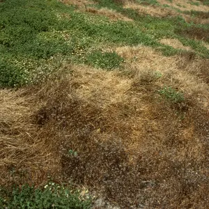  Parapholis, Santa Barbara Island