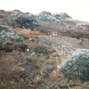 Eriophyllum nevinii, Santa Barbara Island
