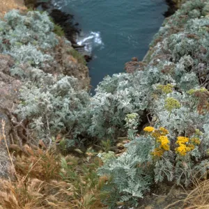 Eriophyllum nevinii, Santa Barbara Island