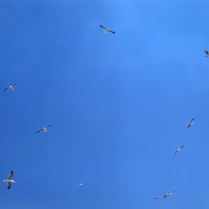 seagulls, Santa Barbara Island