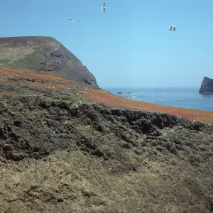 Dudleya traskiae location, west Signal Peak, Santa Barbara Island
