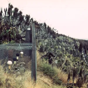 Santa Barbara Island, Station B1