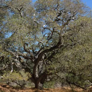 Santa Catalina Island