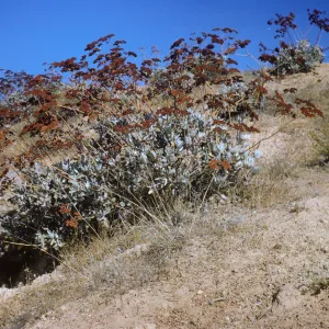 Eriogonum giganteum, Santa Catalina Island
