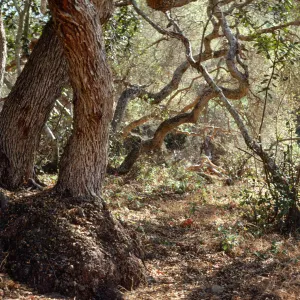 Santa Catalina Island