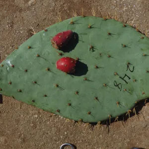  Opuntia demissa, Santa Catalina Island