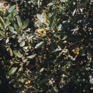 Santa Catalina Island, Heteromeles arbutofolia