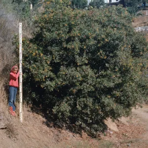 Heteromeles arbutifolia, Santa Catalina Island