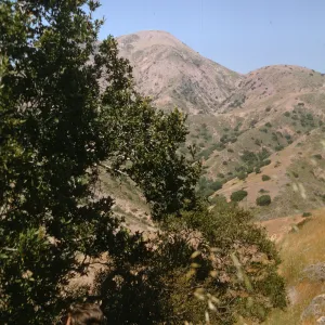 Santa Catalina Island, Quercus tomentella