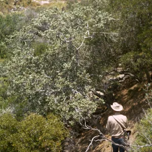 Santa Catalina Island, Wild Boar Gully