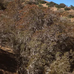 Ironwood Grove in Cherry Canyon on Santa Catalina Island