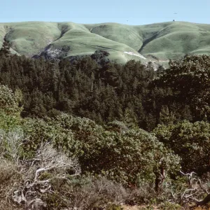 Eastern Pines on Santa Cruz Island
