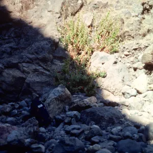 Marla Daily's Madia Location, Santa Cruz Island