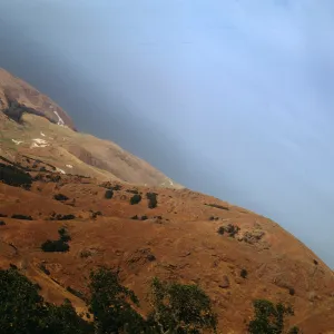Scorpion Canyon Eucalyptus Grove