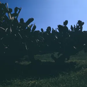 Opuntia (Prickly-pear) on Santa Cruz Island